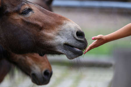 Hand of woman giving horse a grass.の写真素材