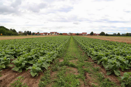 Green tobacco plants on a field in Rhineland-Palatinate.の写真素材