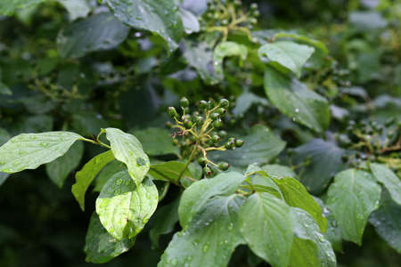 Green berries ripen on bushes in the forest.の写真素材