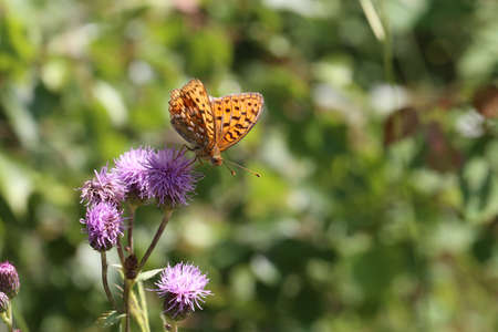 Beautiful butterfly sitting on flower in garden.の写真素材