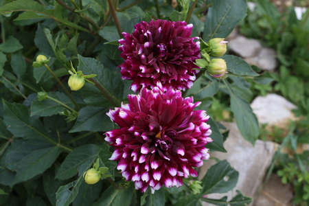 Isolated natural dahlia flower on green background.の写真素材