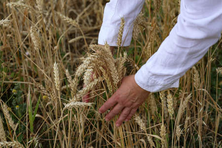 Golden ears of wheat in the field.の写真素材