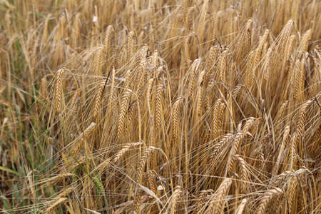 Golden ears of wheat in the field.の写真素材
