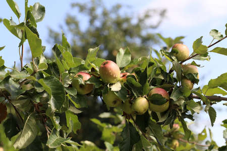 Green apples ripen on tree branches in summer.の写真素材