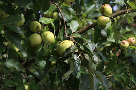 Green apples ripen on tree branches in summer.の写真素材