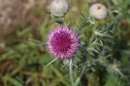 Thistle flower in the field in summer