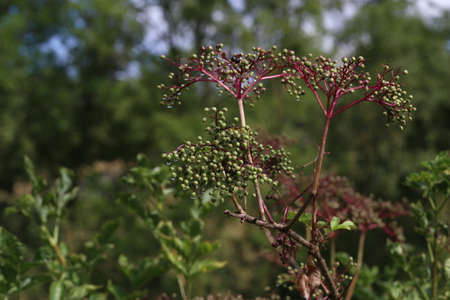 Elderberry ripen on the branches of a bush.