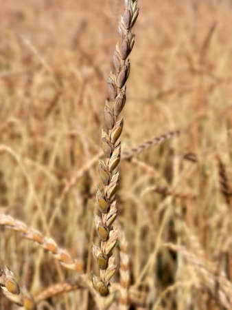 Wheat ear against the background of the wheat field.の写真素材