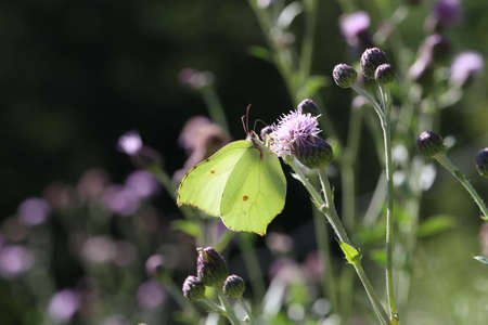 Beautiful butterflies sit on flowers and drink nectar.の写真素材