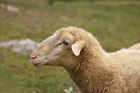 A herd of white sheep grazes on a fenced pasture.の写真素材