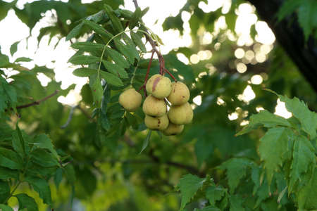 The fruits of the Sorbus domestica ripen on the branches of the treeの写真素材
