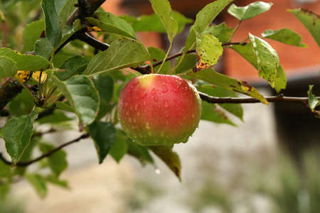 Red apples ripen on tree branches in the garden.の写真素材