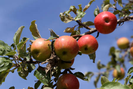 Red apples ripen on tree branches in the garden.