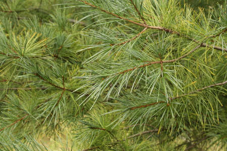Green pine branches in the forest in summer.