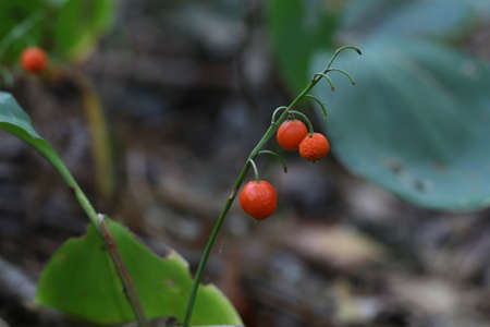 Red berries of lilies of the valley in the autumn forest.