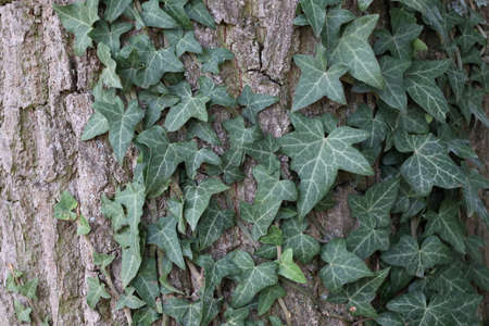 Hedera helix - Green ivy weaves a tree trunk.の写真素材