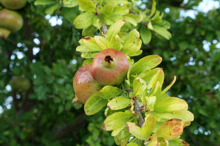 Pomegranate fruit matures on tree in summer.の写真素材