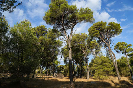Pine forest on the Adriatic coast in Croatia.の写真素材