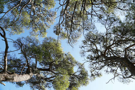 Pine forest on the Adriatic coast in Croatia.の写真素材