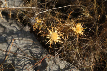 A thorny plant grows on stones by the sea.の写真素材