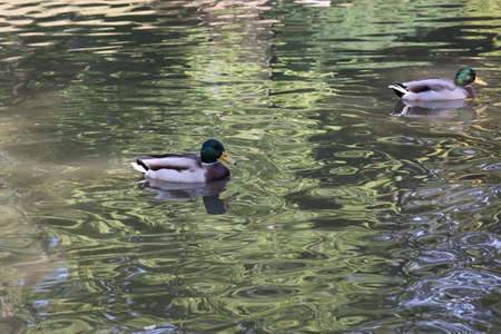 Wild duck swims in the pond and cleans feathersの写真素材