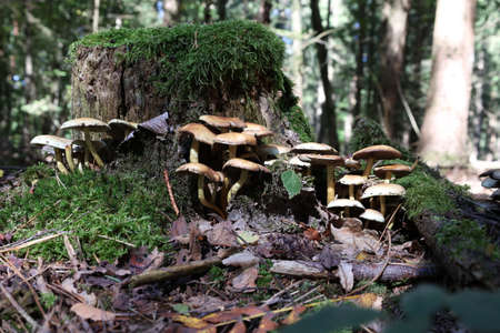 Yellow forest mushrooms grew on a fallen tree.の写真素材