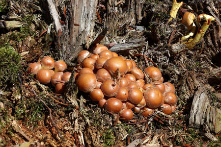 Yellow forest mushrooms grew on a fallen tree.