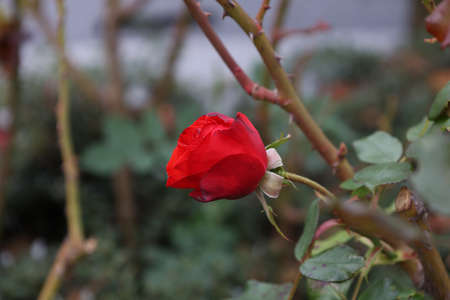 Red Roses on a bush in a garden.の写真素材