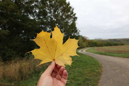 Yellow autumn leaf in hand on blurred background.の写真素材
