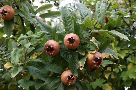 Fruit of Mespilus germanica, also named common medlar at a tree.の写真素材
