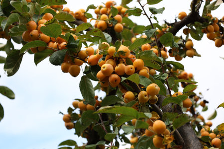 Small yellow wild apples on tree branches.の写真素材