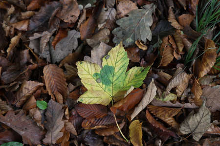 Yellow leaves under trees in forest in autumn.