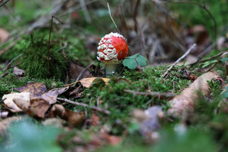 Closeup of amanita muscaria mushroom in forest.の写真素材