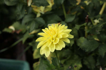 Isolated natural dahlia flower on green background.の写真素材
