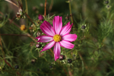 Beautiful purple cosmos flower on dark background.の写真素材