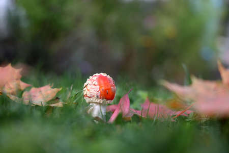 Closeup of amanita muscaria mushroom in forest.の写真素材