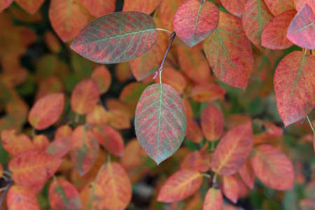 Yellow leaves on a tree in the forest in autumn