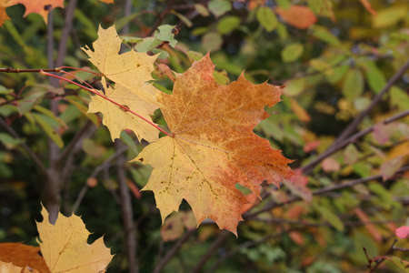 Bright maple leaves on a tree in the forest in autumn