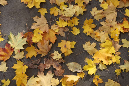 Maple leaves lie on the sidewalk in autumn.