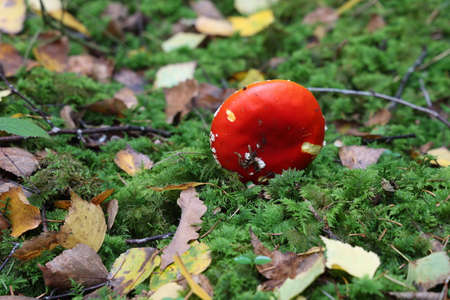 Closeup of amanita muscaria mushroom in forest.の写真素材