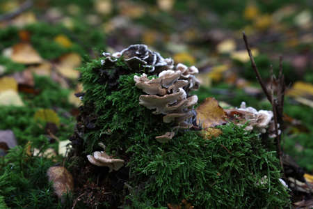 Autumn mushrooms grow in the forest on a stump.の写真素材