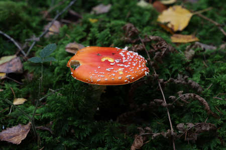 Closeup of amanita muscaria mushroom in forest.