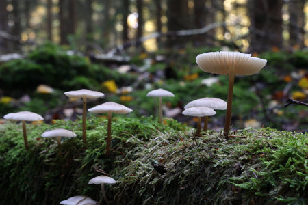 White forest mushrooms grew on the fallen tree.の写真素材