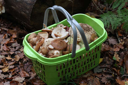 Trash with mushrooms collected in the forest in autumnの写真素材