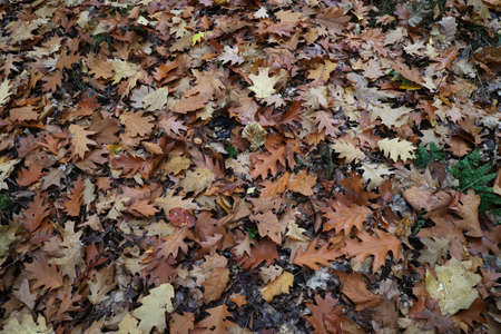 Fallen leaves from a tree in the forest in autumn.の写真素材