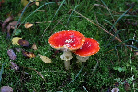 Closeup of amanita muscaria mushroom in forest.の写真素材