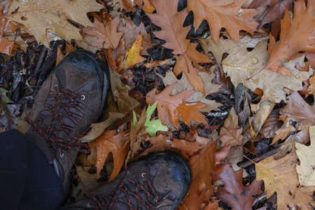 Fallen leaves from a tree in the forest in autumn.の写真素材