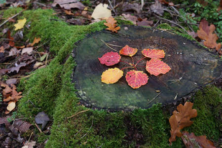Autumn leaves are laid out on the stump in the form of a flowerの写真素材