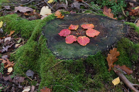 Autumn leaves are laid out on the stump in the form of a flowerの写真素材