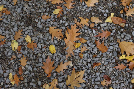 Fall from a tree leaves in the forest in autumn.の写真素材